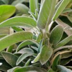 Giardinieri mentre potano salvia e rosmarino in un orto soleggiato.