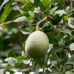 Albero da frutto nel giardino, con serpente visibile tra i rami. Attenzione ai rischi legati alla sua presenza.