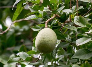 Albero da frutto nel giardino, con serpente visibile tra i rami. Attenzione ai rischi legati alla sua presenza.