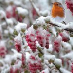 Pettirosso appollaiato su un ramo, circondato da cibo e ripari nel giardino invernale.