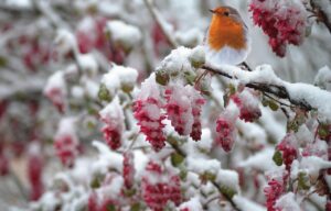 Pettirosso appollaiato su un ramo, circondato da cibo e ripari nel giardino invernale.