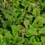 Pianta anti-cimici che cresce rigogliosa vicino a pomodori nel giardino.