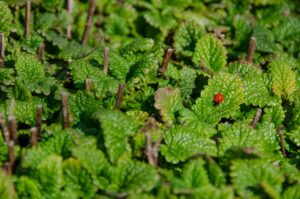 Pianta anti-cimici che cresce rigogliosa vicino a pomodori nel giardino.