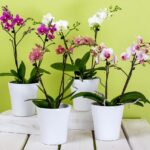 Orchidea con radici immerse in una soluzione, simbolo di cura per migliorare la fioritura.