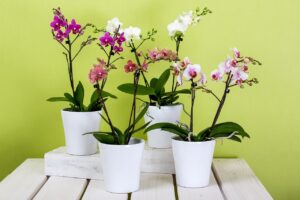 Orchidea con radici immerse in una soluzione, simbolo di cura per migliorare la fioritura.